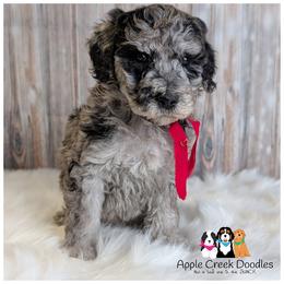Duke - - Merle male Goldendoodle puppy in Jeddo, Michigan from Apple Creek Doodles