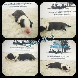 Girl 3 - Black and white female American Corgi puppy in Natchitoches. La, Louisiana from Bleu Bayou Corgis
