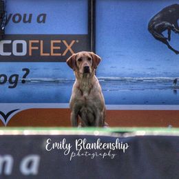 Josie - Labrador Retriever