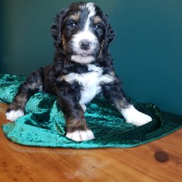 Bernedoodle Puppies from Badlands Bernedoodles
