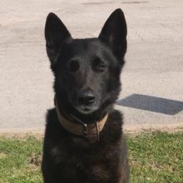 Belgian Malinois and xDutch Shepherd Puppies from Kaizen von Ruach Malinois