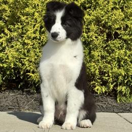 Pony - Black male Border Collie puppy in Dunn, North Carolina from Coylety Kennel