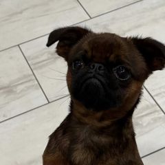 Brussels Griffons from 5C Brussels Griffons