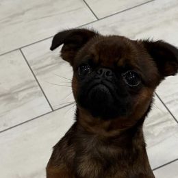 Brussels Griffons from 5C Brussels Griffons