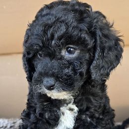 Naomi - Black female Cockapoo puppy in Lebanon, Kentucky from Mosaic Merle Doodles