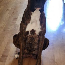 Boxers from Dunaway Boxers