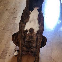 Boxers from Dunaway Boxers