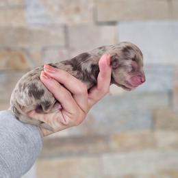 Boy 3 - Dapple male Dachshund puppy in Rancho Cucamonga, California from Pretty Little Dachshunds