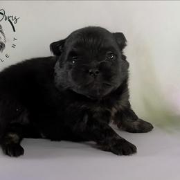 Bryson - Black and tan male Pomeranian puppy in Fultonville, New York from Sandy Aussies & Pomeranians