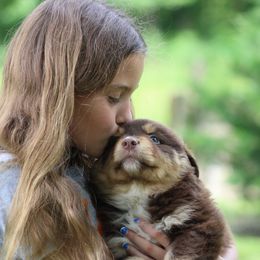 Jesse - Red tri-color male Australian Shepherd puppy in Pikeville, Tennessee from Skillern Creek's Australian Shepherds