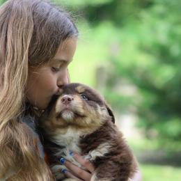 Jesse - Red tri-color male Australian Shepherd puppy in Pikeville, Tennessee from Skillern Creek's Australian Shepherds