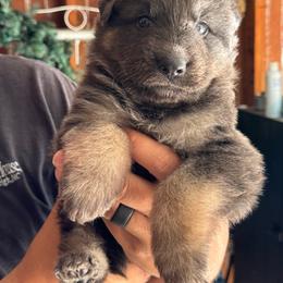 Summit - Blue male German Shepherd puppy in Barnhart, Missouri from Combat Creek German Shepherds