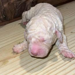 Paris - Cream female Goldendoodle puppy in Nathalie, Virginia from Deez Doodles