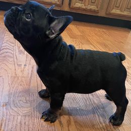 French Bulldogs from No Koast Kennels