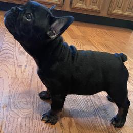 French Bulldogs from No Koast Kennels