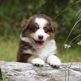 Firecracker - Red tri-color male Miniature American Shepherd puppy in Gainesville, Florida from MarvelMAS Miniature American Shepherds