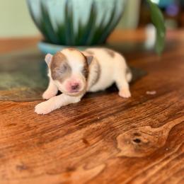 Boy A - Blue parti male Pomeranian puppy in Knoxville, Tennessee from Thea's Puppies