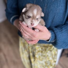 Zion - Red and white male Pomsky puppy in Rathdrum, Idaho from Smart Pomskies and Frenchies