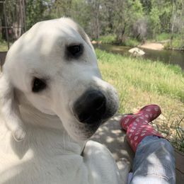 Labrador Retriever All Grown Up from Chateau St. John