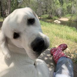 Labrador Retriever All Grown Up from Chateau St. John