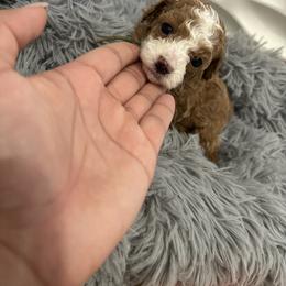 Poodle Puppies from Poodles 4 Life