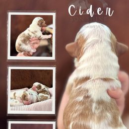 Cider - Blenheim male Cavalier King Charles Spaniel puppy in Payette, Idaho from Stonewick Retrievers