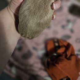 Boston Terrier Puppies from Bryn's AKC Bostons