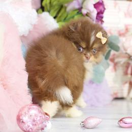 Rosy-AKC Chocolate and Tan - Chocolate and tan female Pomeranian puppy in Santa Rosa, California from Cute California Poms