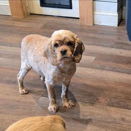 Lily - Cocker Spaniel