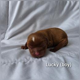 Boy 1 - Ruby male Cavalier King Charles Spaniel puppy in Le Roy, New York from Heirloom Cavaliers