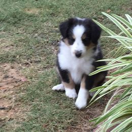 Shetland Sheepdog Puppies from Agee's World of Shelties