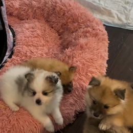 Pomeranian Puppies from ARC Kennels