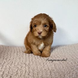 Pumpernicke - Caramel male Australian Labradoodle puppy in Nashville, Tennessee from SF Australian Labradoodles