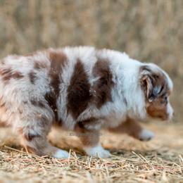 Aussiedoodle and Miniature American Shepherd Puppies from King Family Ranch
