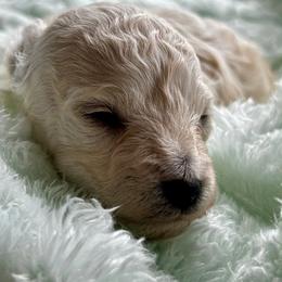 DUKE - Cream male Poodle puppy in Sebring, Florida from Amarilys ShihTzus & Poodles