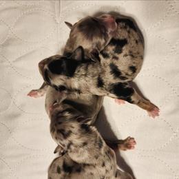 Pup 3 - Blue merle male Aussiedoodle puppy in Logansport, Indiana from Sandy Hill Farm Aussies, LLC