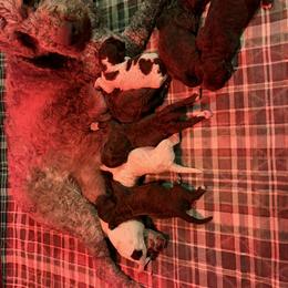 Boy 1 - Brown male Lagotto Romagnolo puppy in Akron, New York from Almar Lagotto