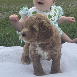 Rex - Red male Australian Labradoodle puppy in Spring City, Tennessee from Beck ‘N Ridge Australian Labradoodles