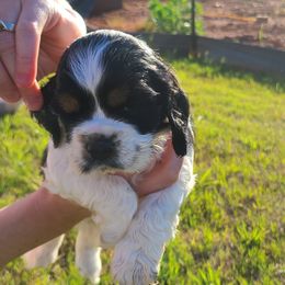 Cocker Spaniel All Grown Up from Van gass Puppies