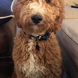 Goldendoodles, Poodles, and Sheepadoodles from Brewer's Goldendoodles & Sheepadoodles