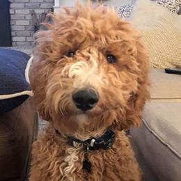 Goldendoodles, Poodles, and Sheepadoodles from Brewer's Goldendoodles & Sheepadoodles