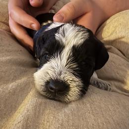 Buddy - Parti male Miniature Schnauzer puppy in Troutdale, Oregon from Krystle's Miniature Schnauzers