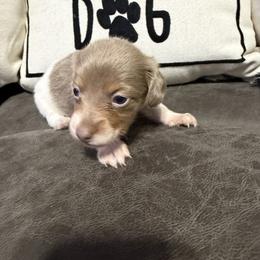 Dachshund and French Bulldog Puppies from Cowtown Tiny Tails