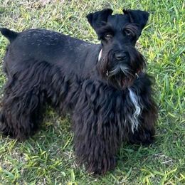 Jura - Miniature Schnauzer