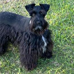 Jura - Miniature Schnauzer
