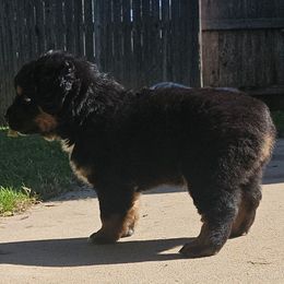 Miniature Australian Shepherd Puppies from Austin Aussies by Jody