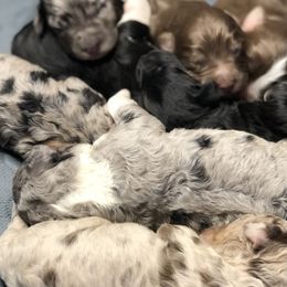 Bernedoodles from Our Appalachian Doodles