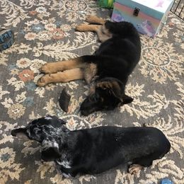 German Shepherd Puppies from Oregon German Shepherds