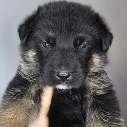 Black - Black and red male German Shepherd puppy in Tony, Wisconsin from Muddy Acres German Shepherds