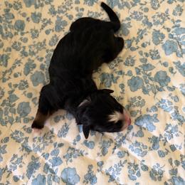 Kanga - Black tri-color female Australian Shepherd puppy in Caro, Michigan from White Tail Australian Shepherds
